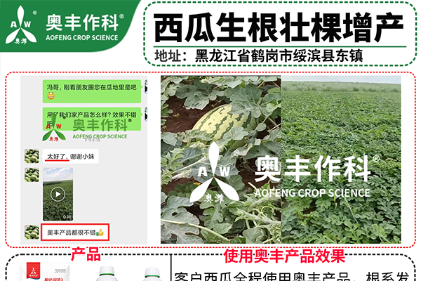 奧豐農(nóng)資促進(jìn)西瓜棵壯果多效果案例